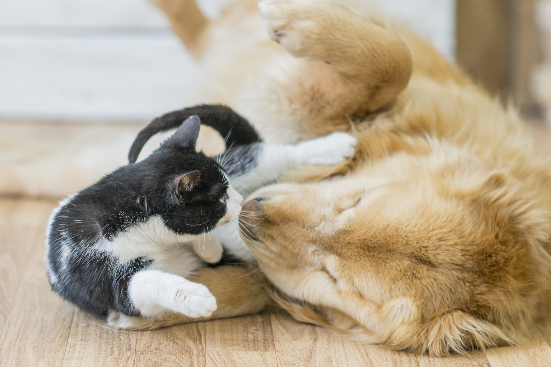 Pets: expert advice for your floors